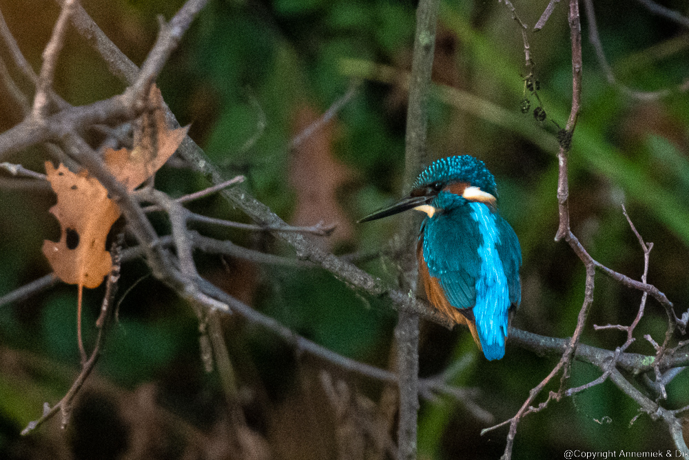 kingfisher