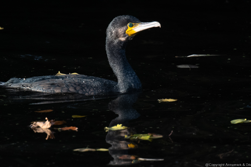 cormorant