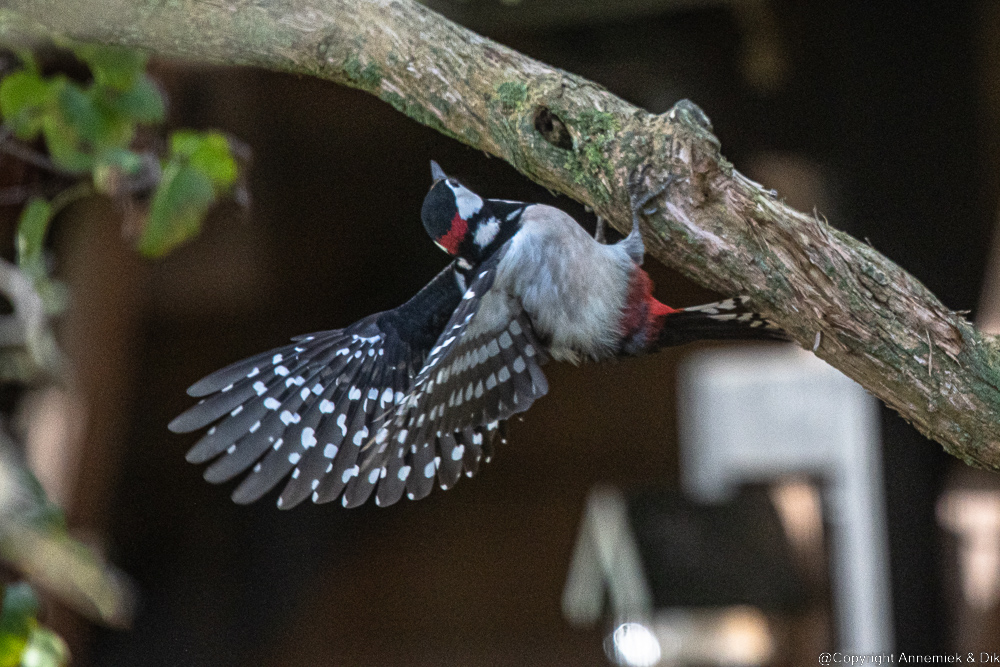 great spotted woodpecker