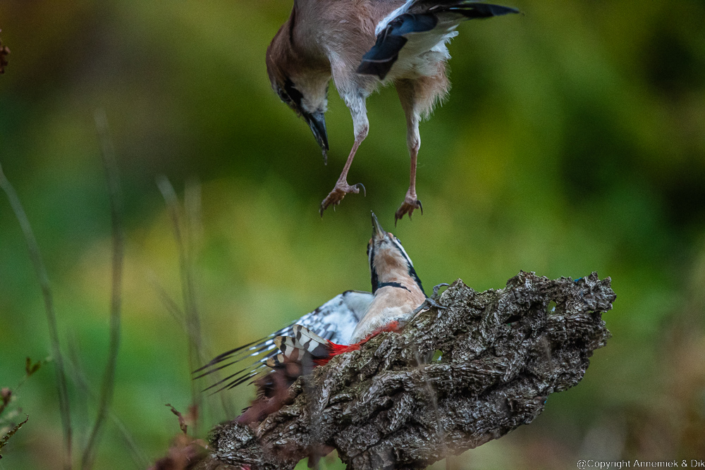 great spotted Wwodecker