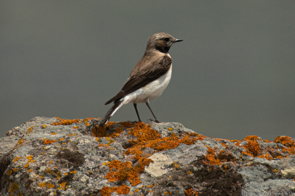 eastern black-eared wheatear