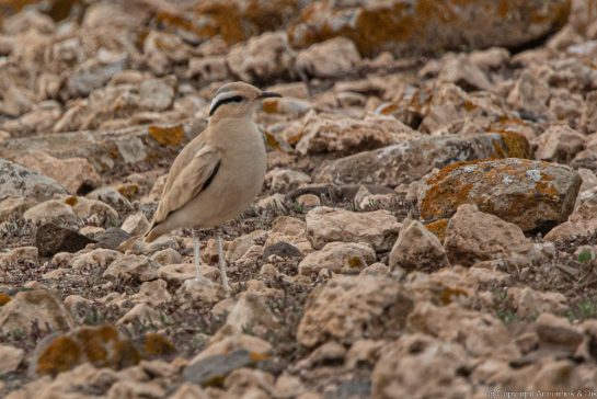 cream-coloured courser