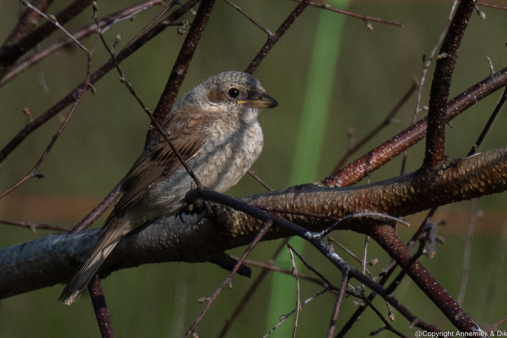 red-backed shrike
