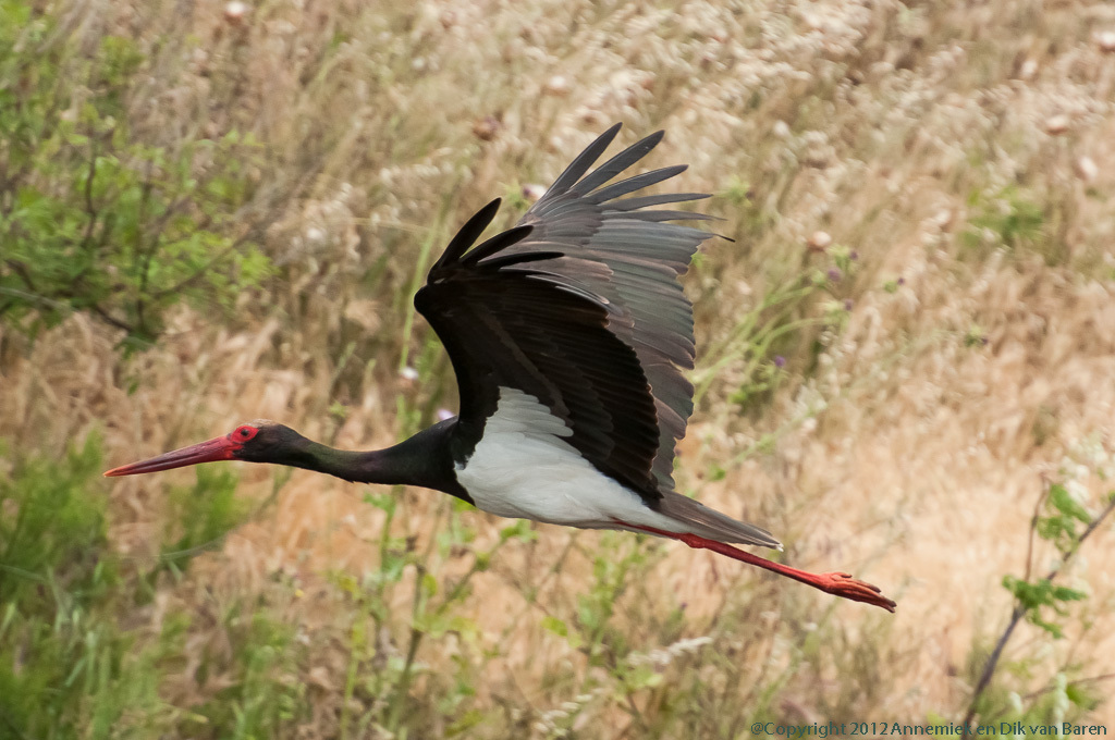 black stork