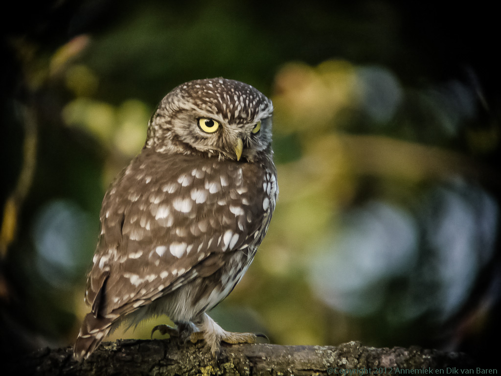 little owl