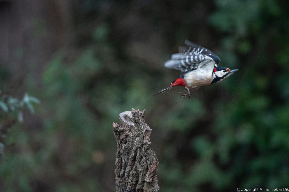 great spotted woodpecker