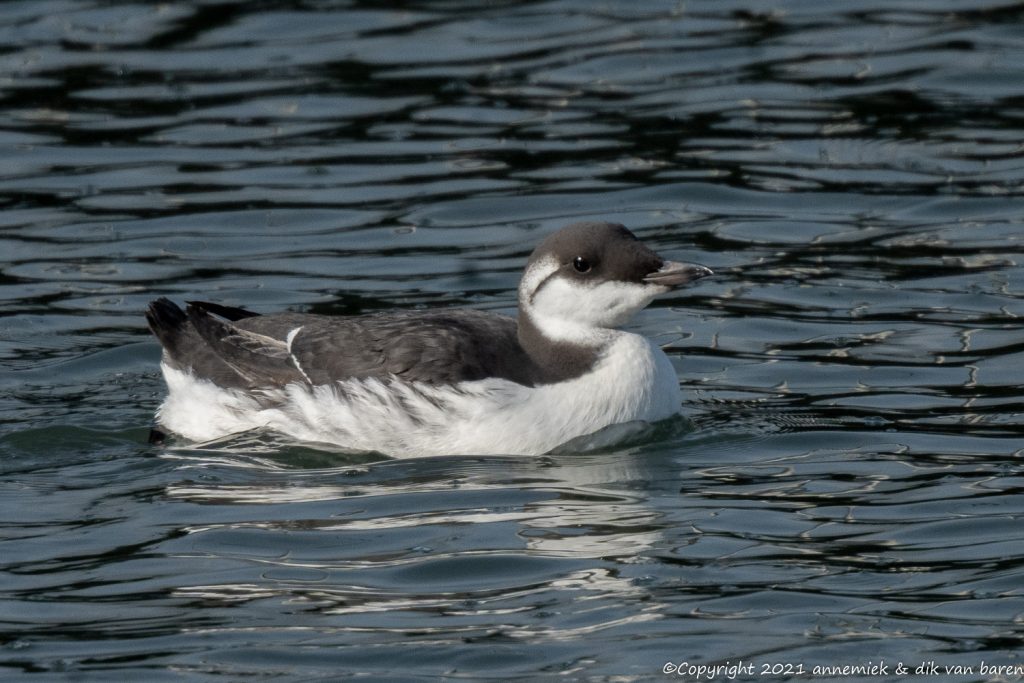 guillemot
