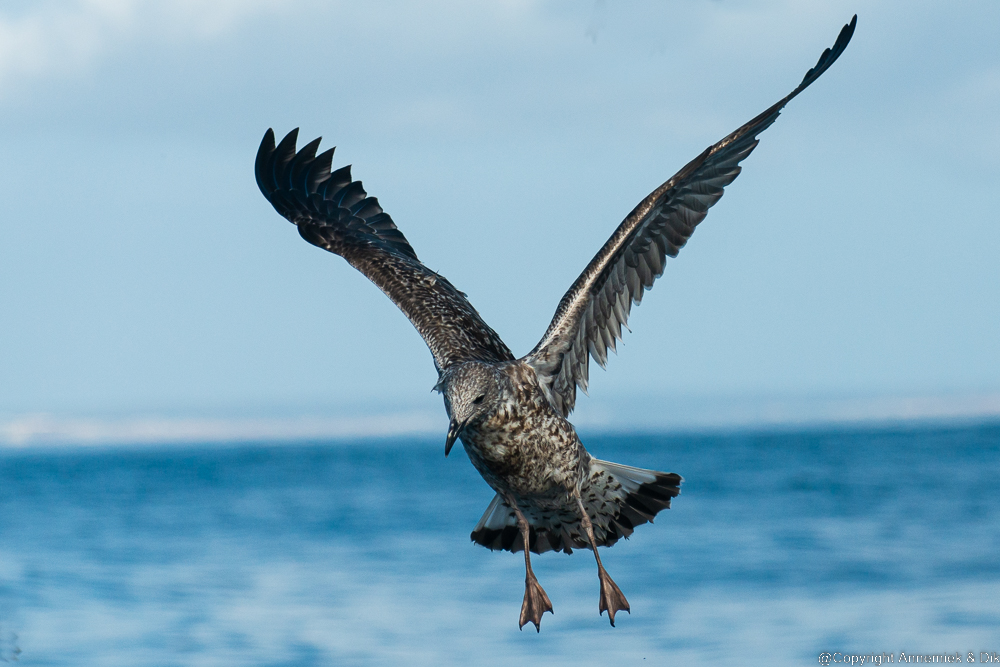 great skua