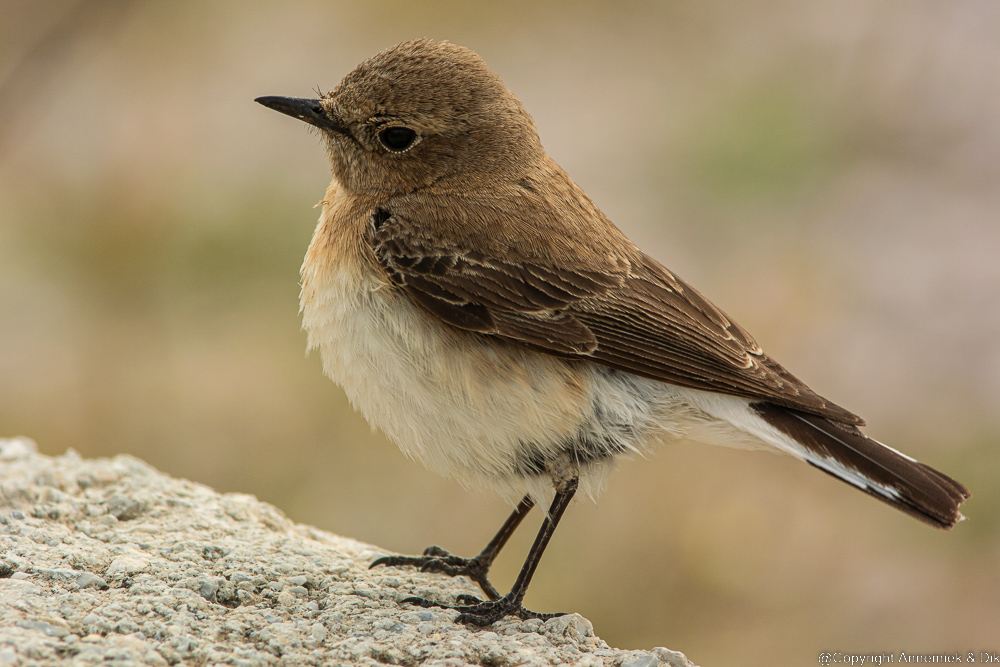 Eastern Black-eared Wheatear