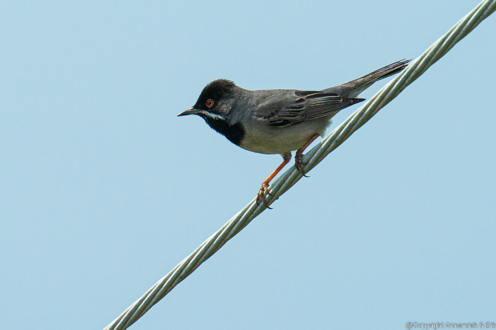 ruppels warbler