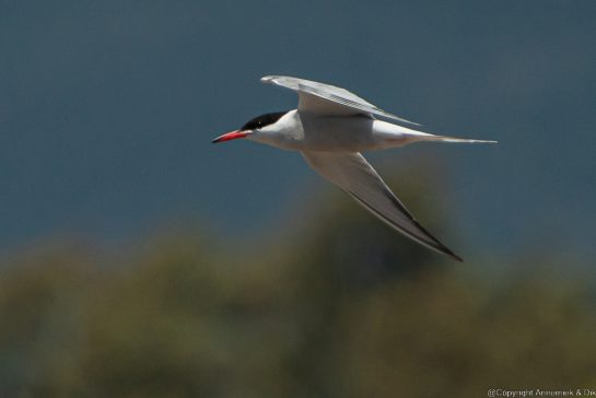 common tern