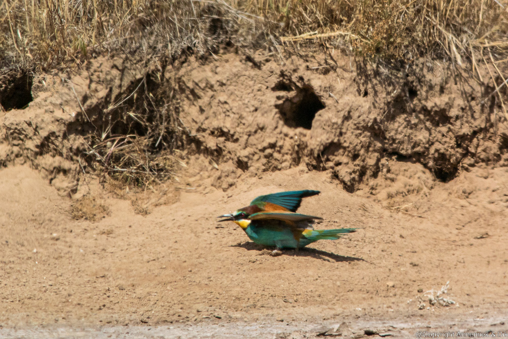 bee-eater