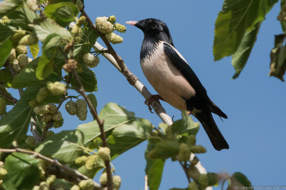 rose-coloured starling