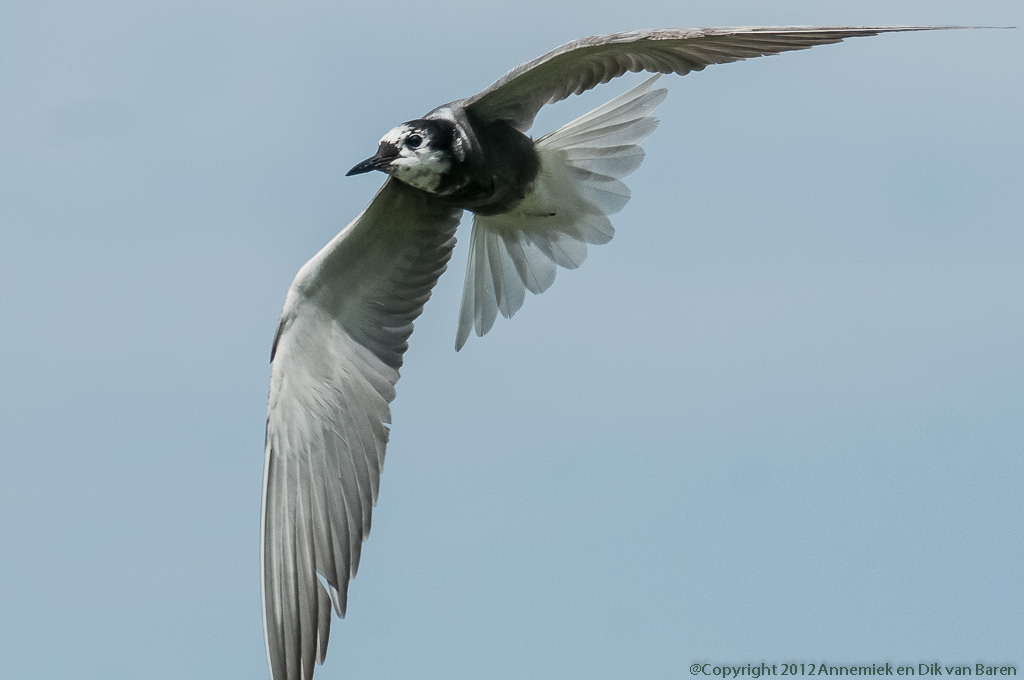 black tern