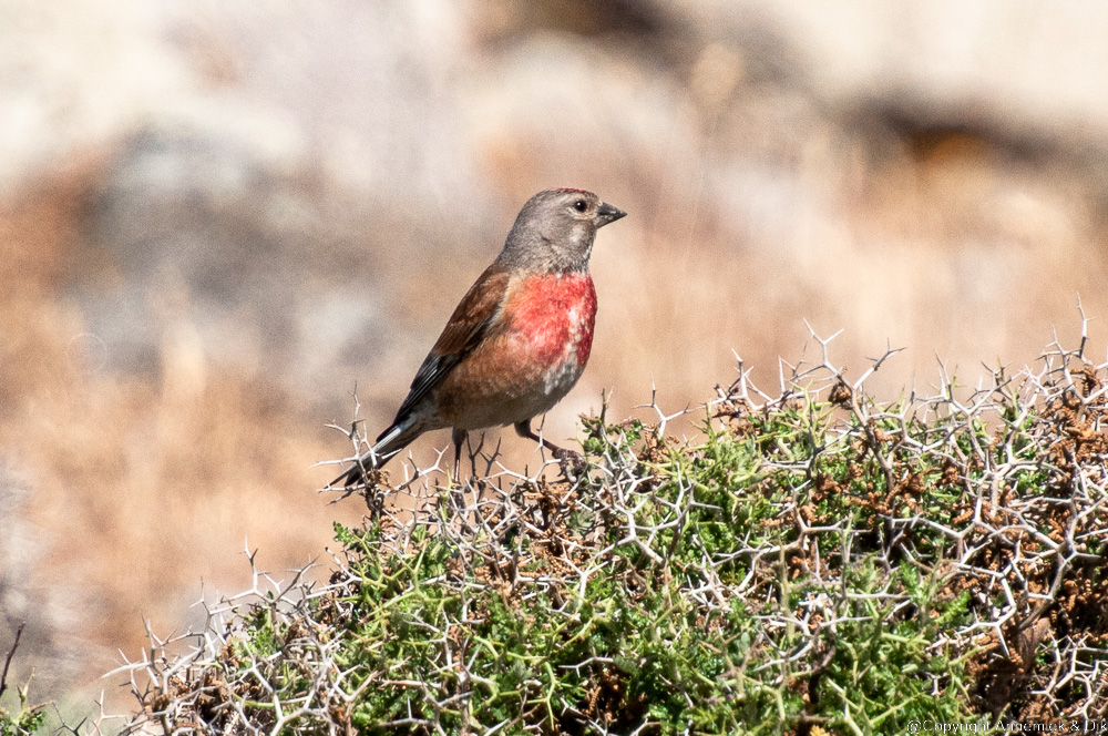 linnet