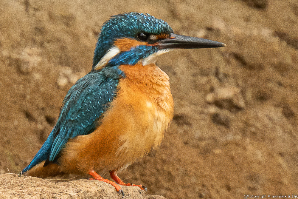 kingfisher