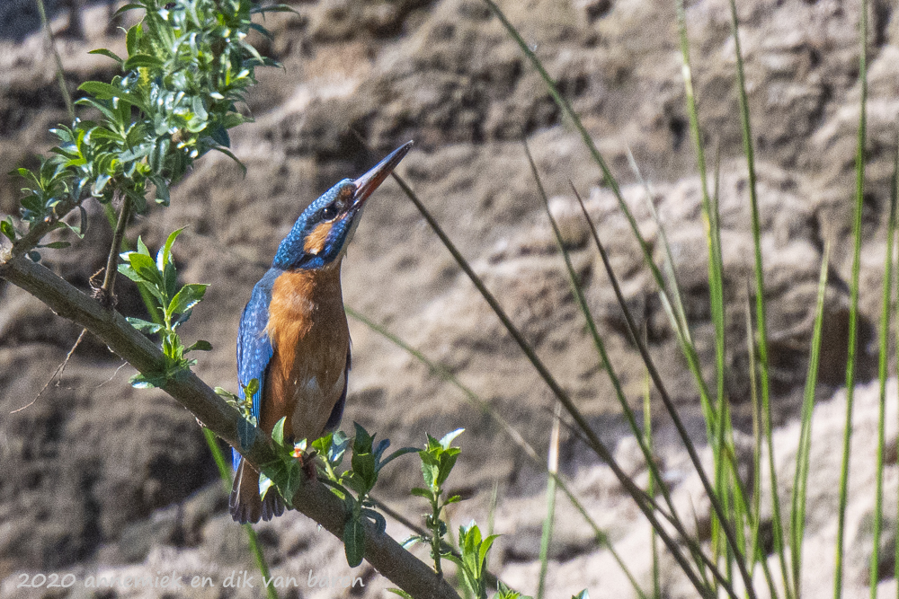 kingfisher
