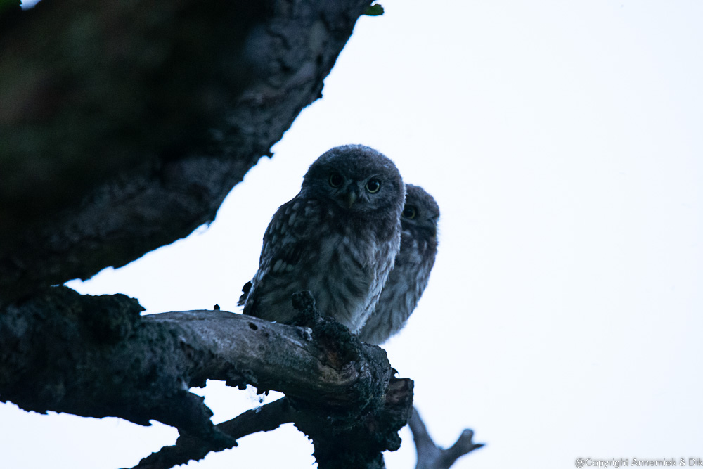Little Owl