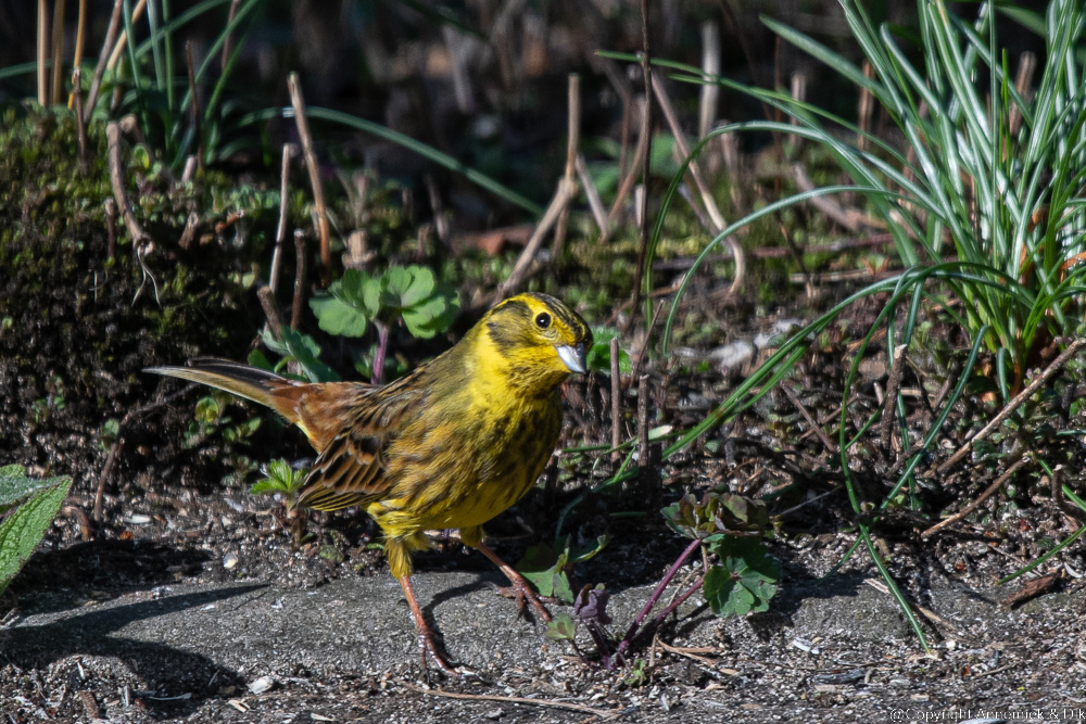 yellowhammer