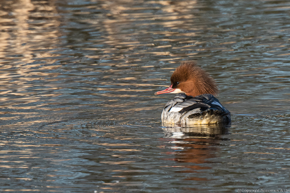 goosander