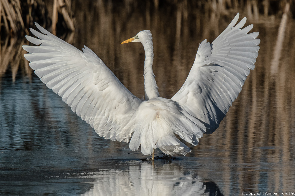 great white heron