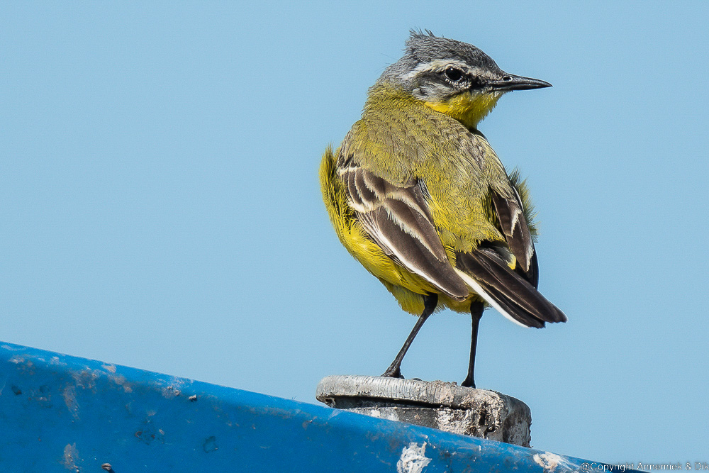 blue-headed wagtail