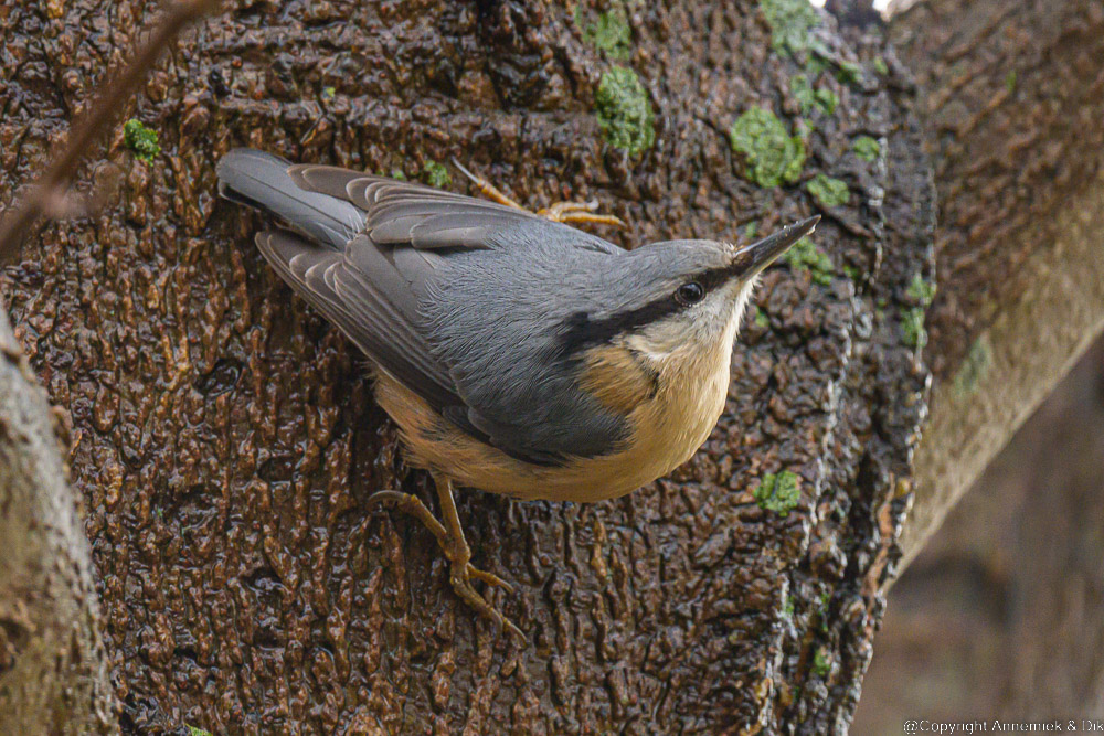 nuthatch