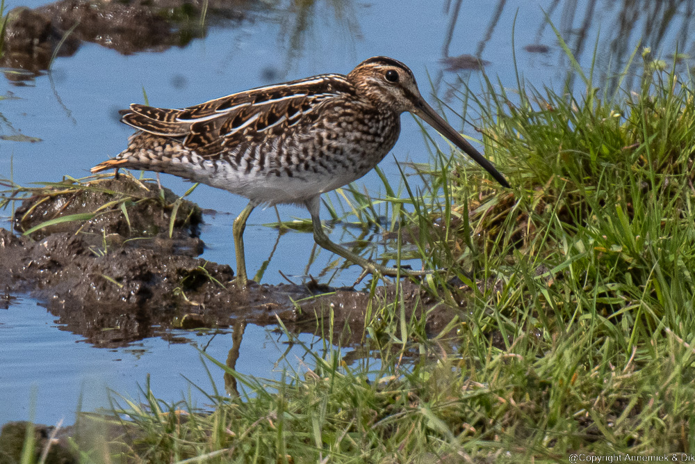 snipe