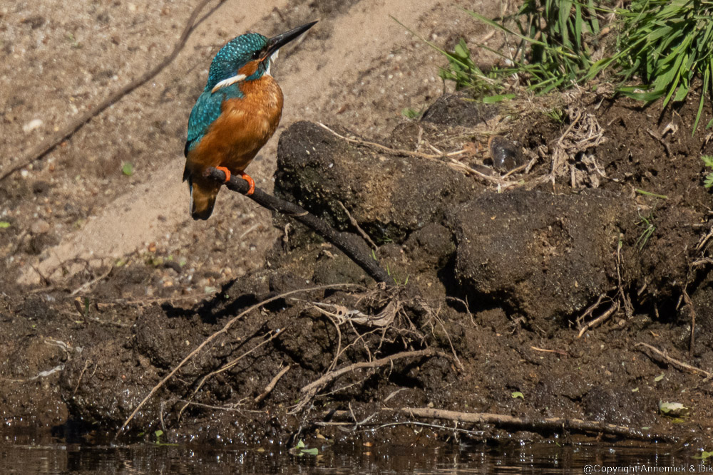 kingfisher