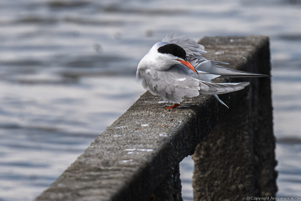 common tern