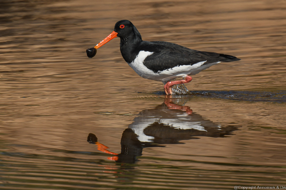 oystercatcher