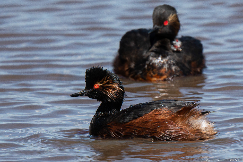 black-necked grebe