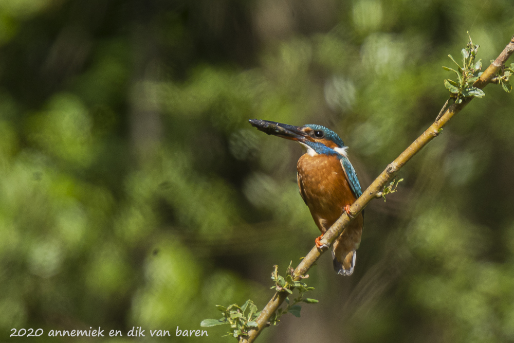 kingfisher