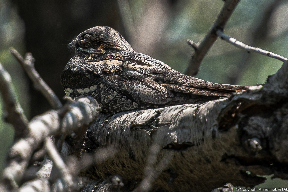 nightjar