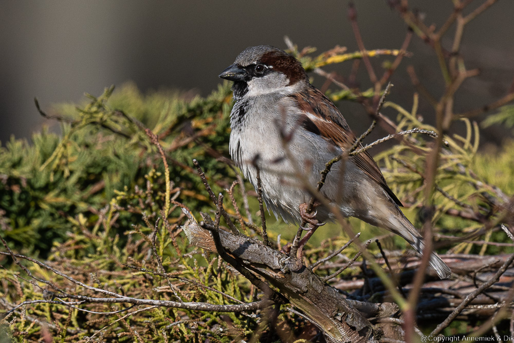 house sparrow