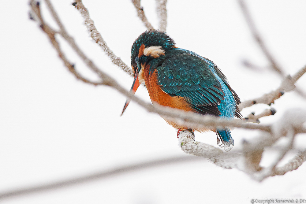 kingfisher