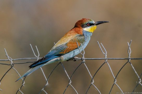 bee-eater