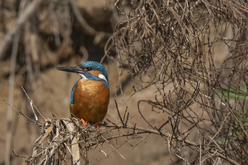kingfisher
