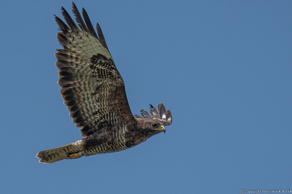 buzzard