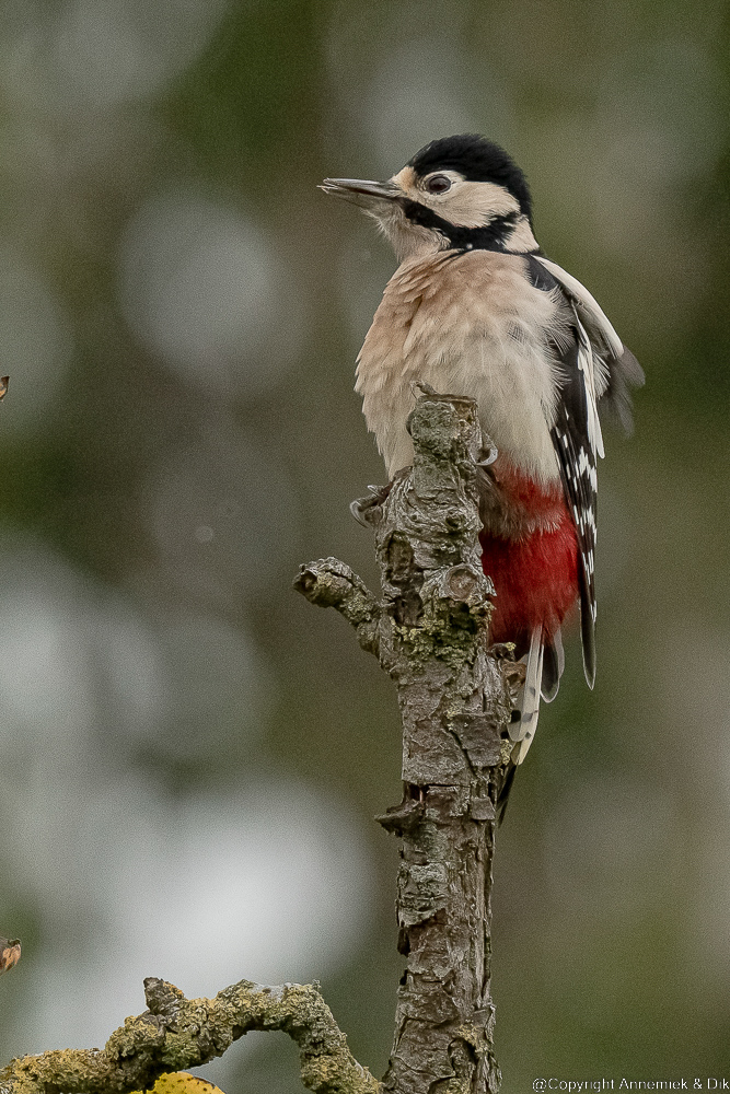 great spotted woodpecker
