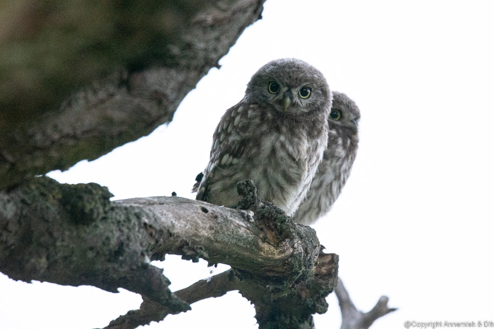 little owl