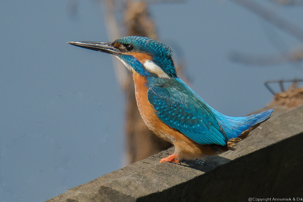 kingfisher