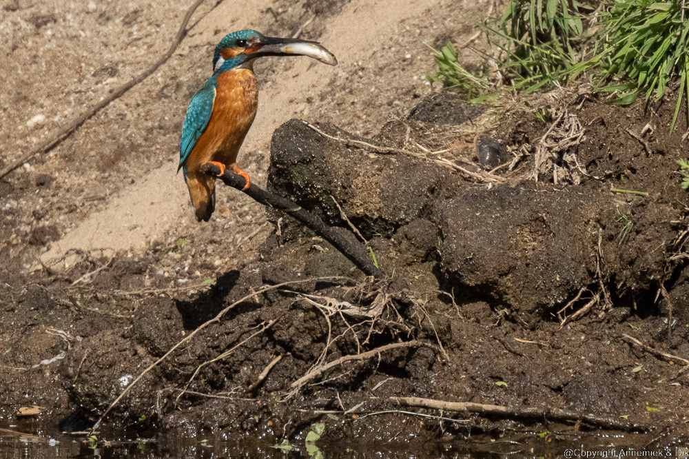 kingfisher