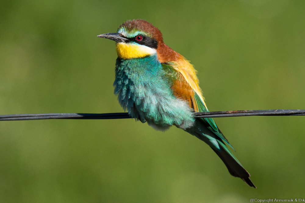 Bee-eaater