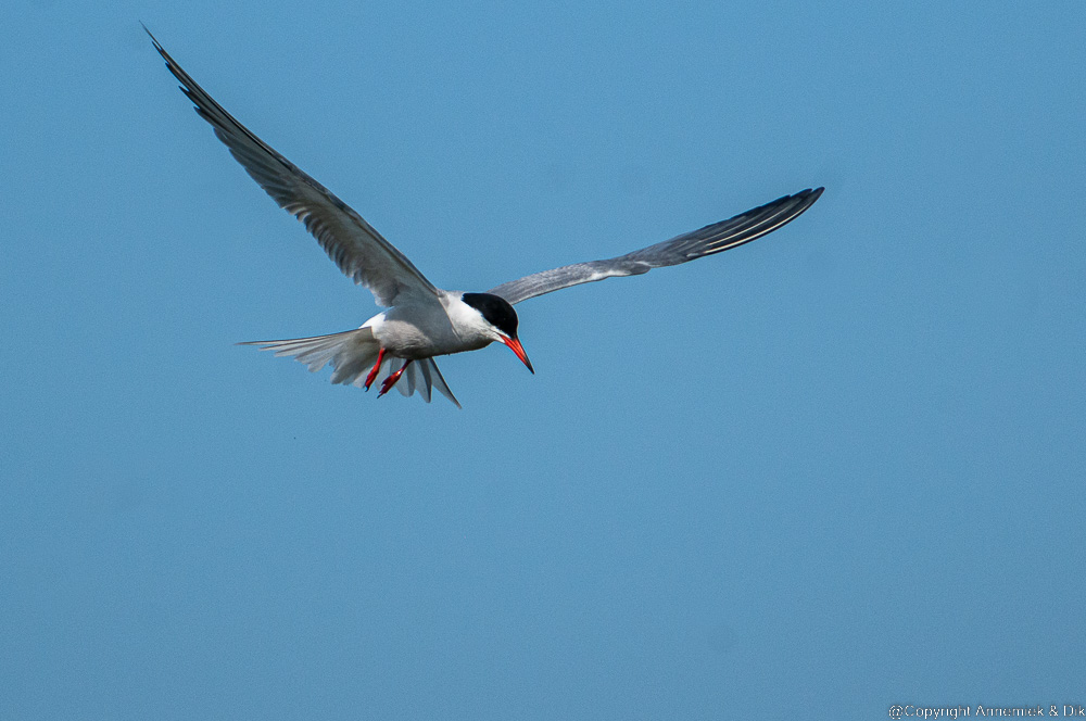 common tern