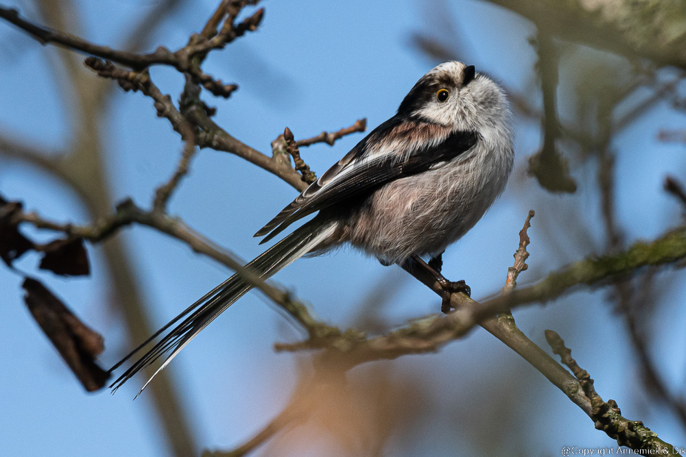 long-tailed tit