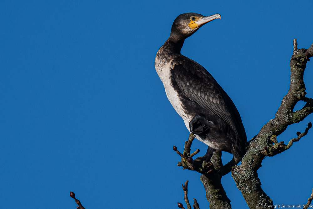 cormorant