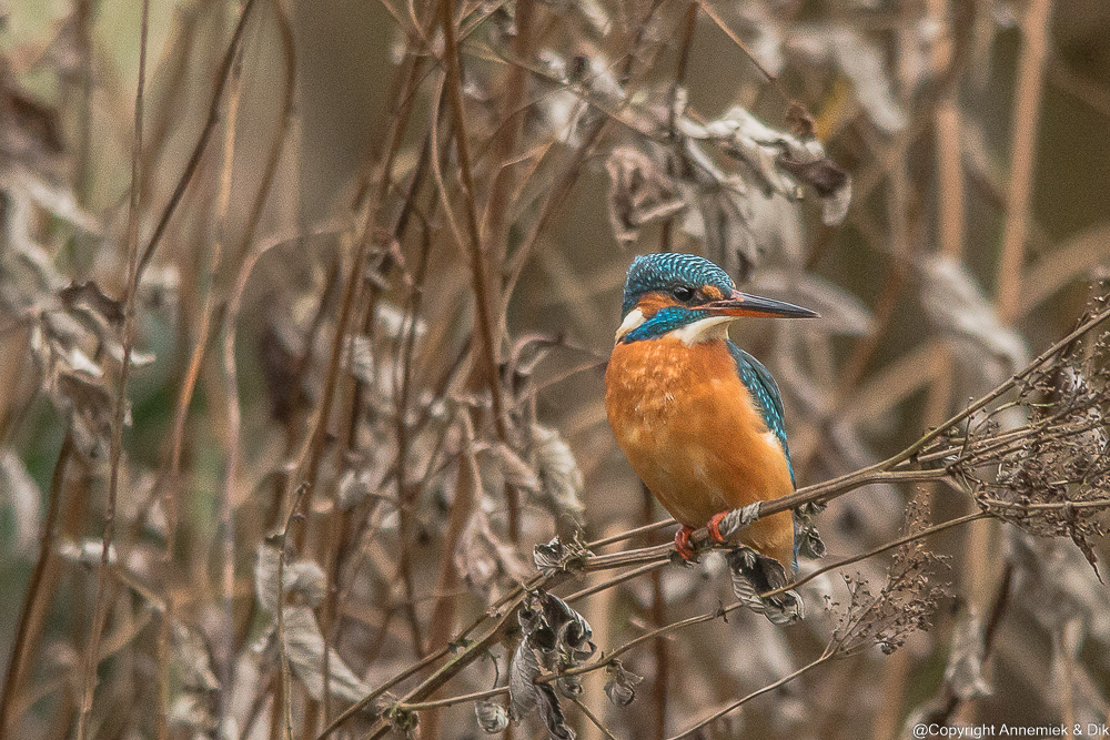 kingfisher