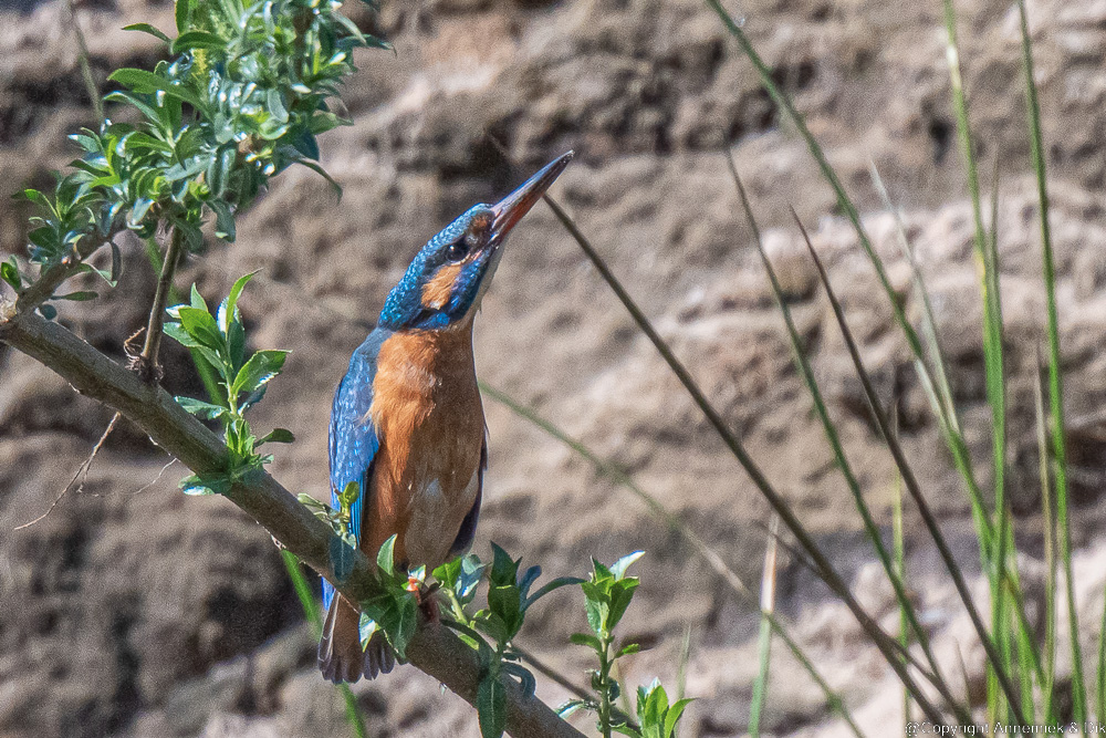 kingfisher