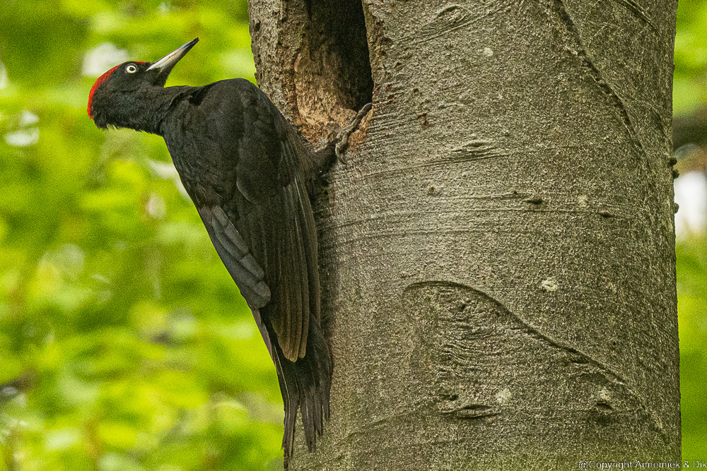 black woodpecker
